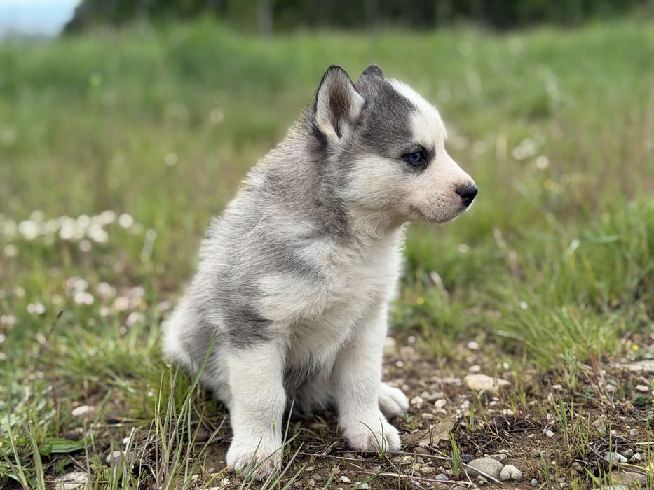 Femela husky siberian!