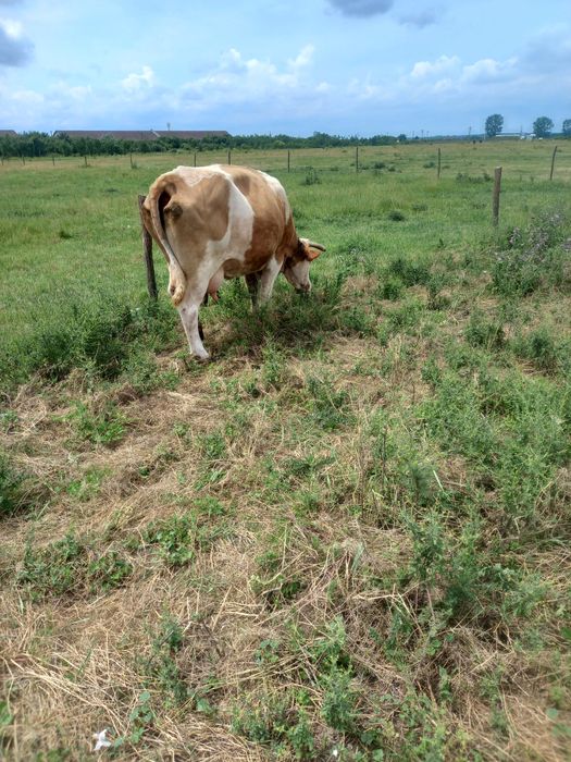 Vând vaca de 10 ani cu vițel august