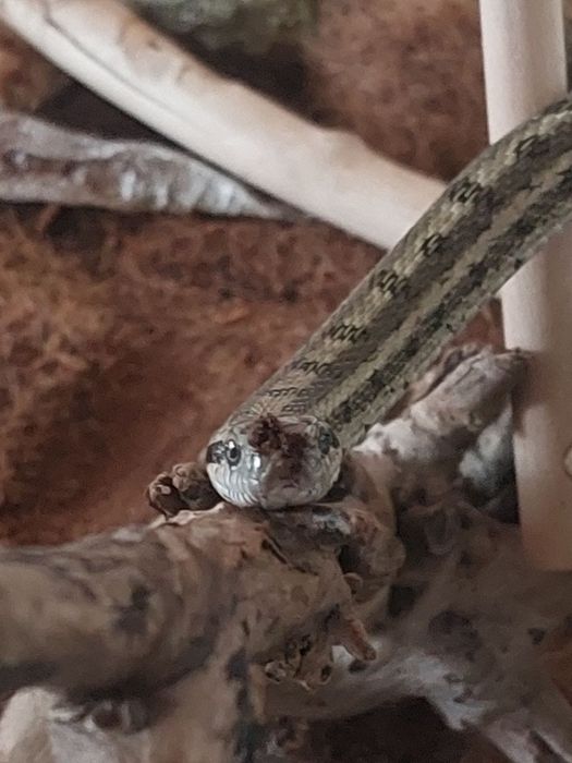 Продам Змею. Полоз