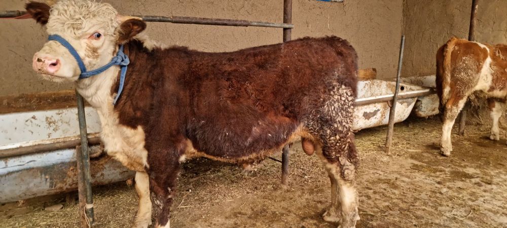 Buqa rassiadan kegan grinford sotiladi