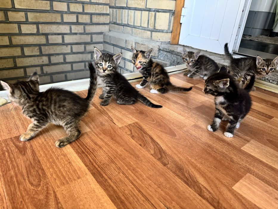 Отдаю котят в добрые и заботливые руки