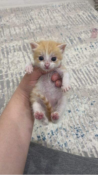 Отдам котенка 3-4недели