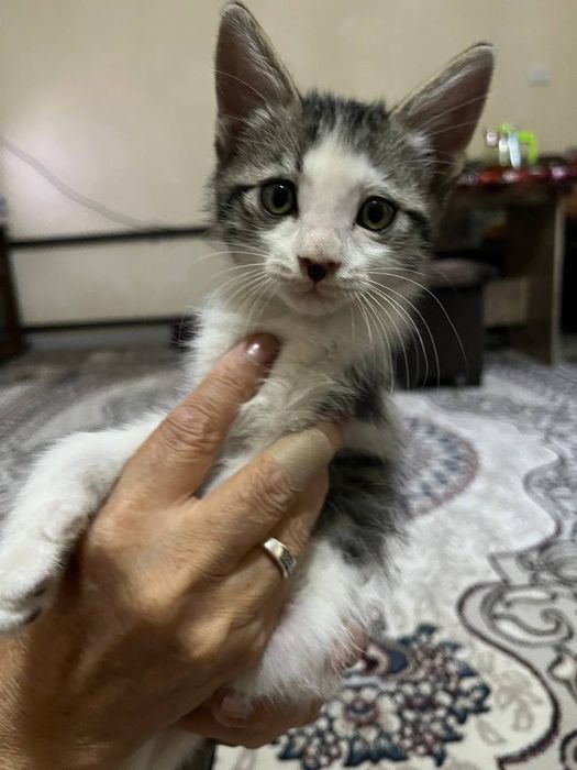 Отдадим котят в добрые руки