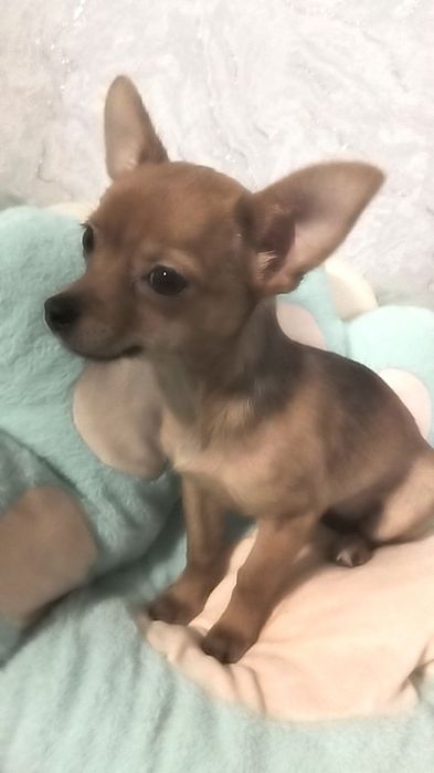 Продам чихуахуа короткошёрстный