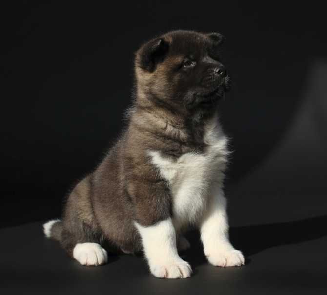 Щенок американской акиты, девочка