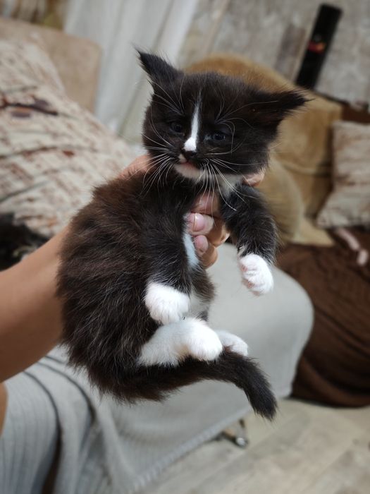 Котята бесплатно