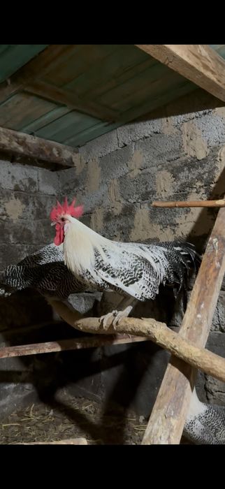 Брекел қоразы сатылады