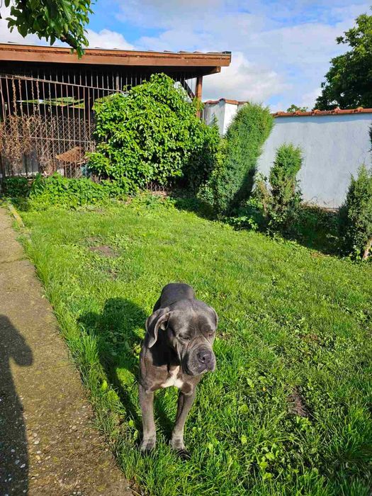 Продавам женско КАНЕ КОРСО на 4 години