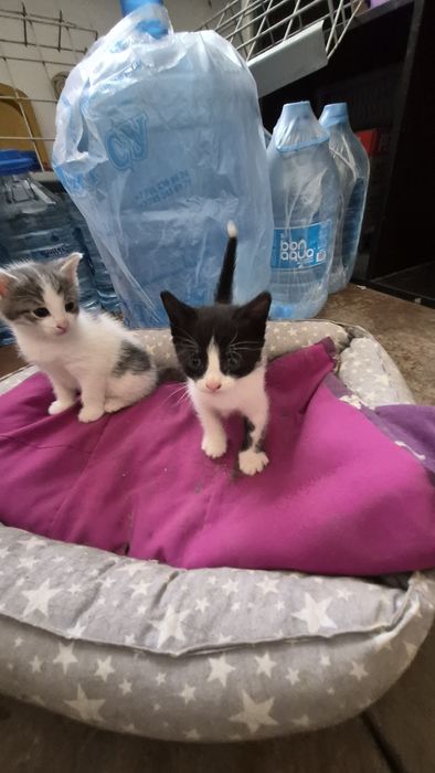 Отдам котят в добрые руки