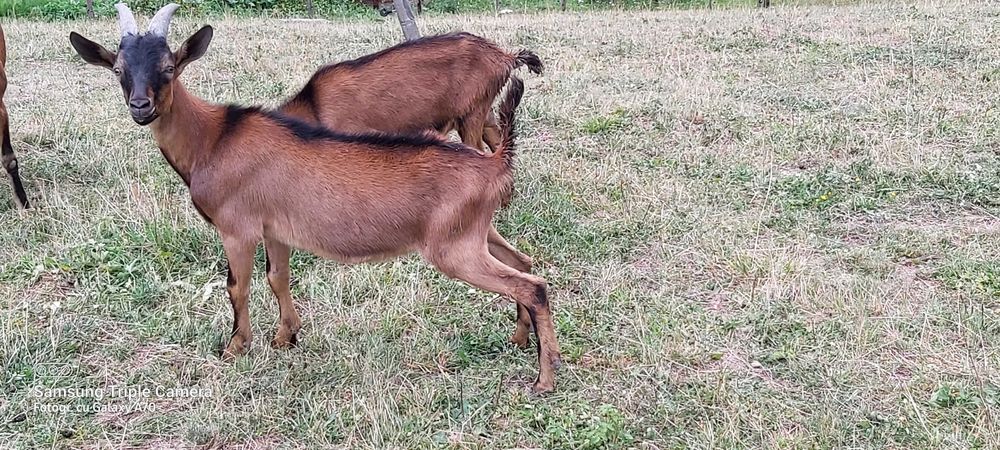 Vind țapisori  rasă  alpină franceză !