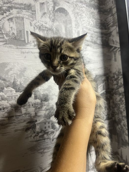 Котята в хорошие руки
