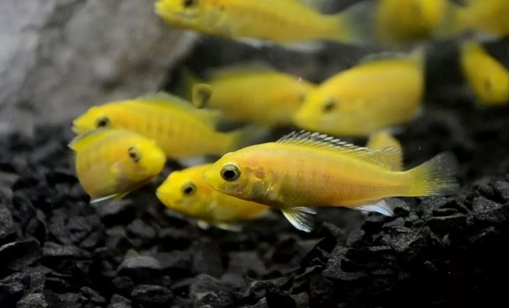 Лабидохромис еллоу