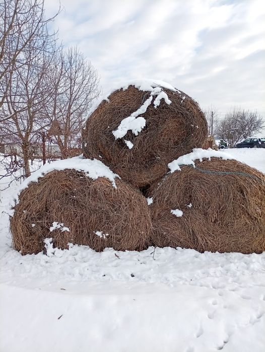 Vând baloți rotunzi mari.