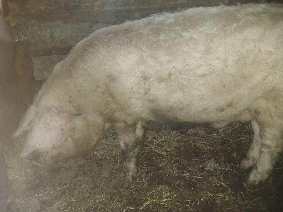 Хряк в работе...