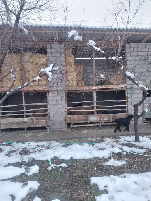 Сомон сотилади ,18минг