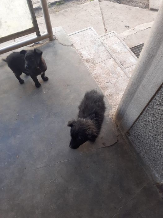 Donez căței Maidanezi