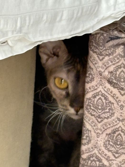 Кошка породы донской Сфинкс