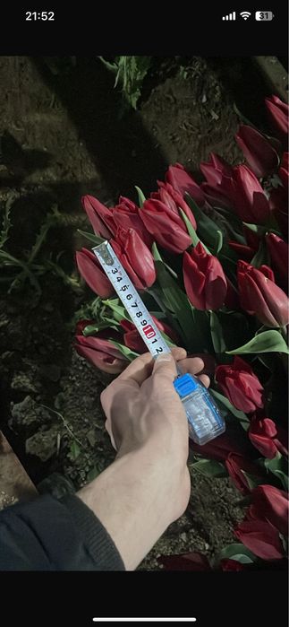 Самые крупные тюльпаны в городе