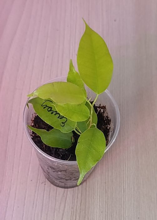 Продам Фикусы сортовые.