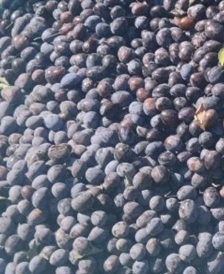 Vand prune pentru tuica sau dulceata