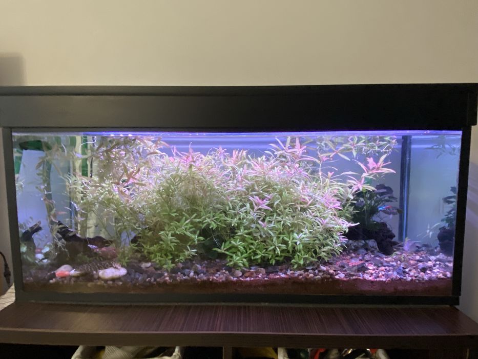 Acvariu 120 litrii cu mobila