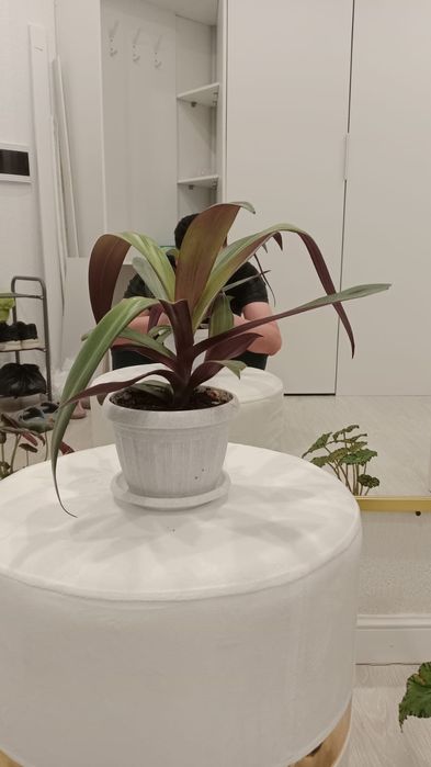 Комнатные цветы, разные.