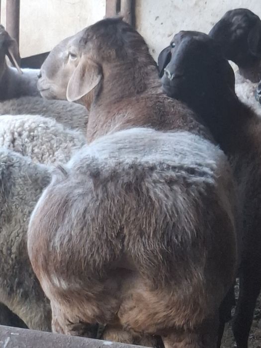Кощкар пройзводитель