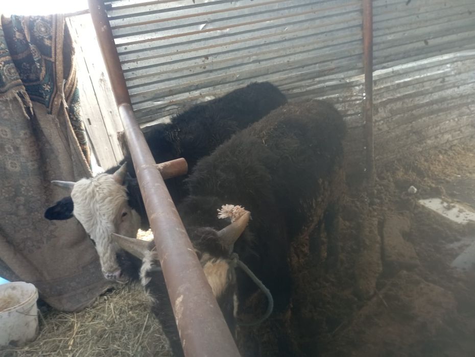 Продаются быки 11голов