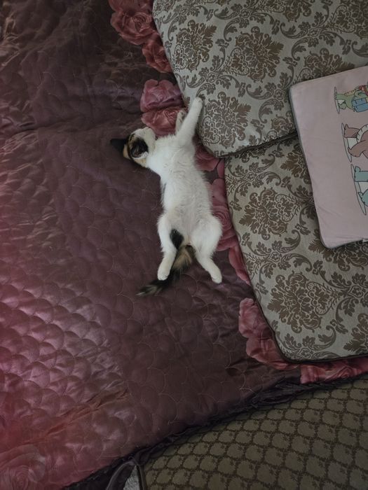 Отдадим в хорошие руки !