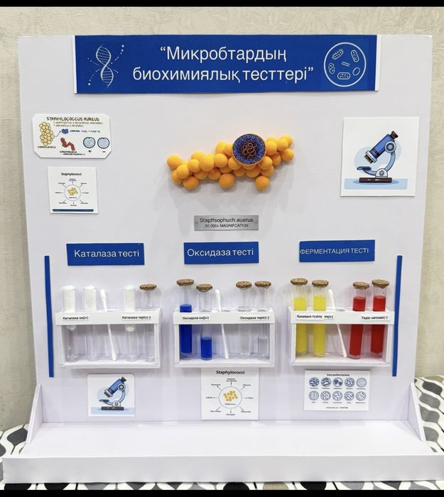 Макет для  садика ,школы ,университета