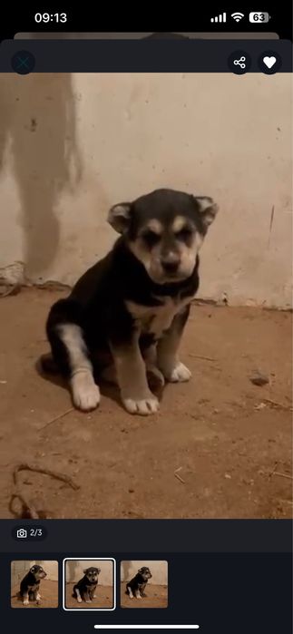 Тобет Алабай щенок 2месяц