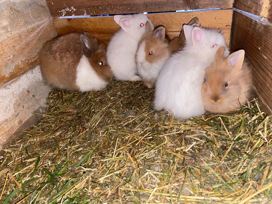 Pui iepuri de rasă pitici și pufosi de camera