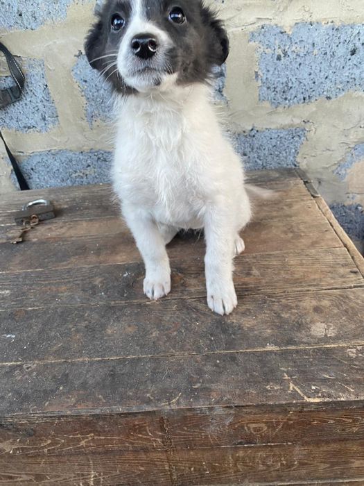 Отдам щенков в добрые руки