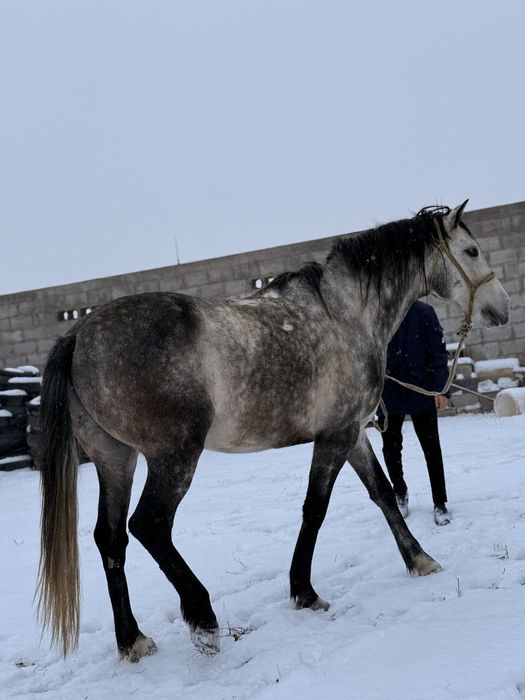 Продается Жеребец Орловец