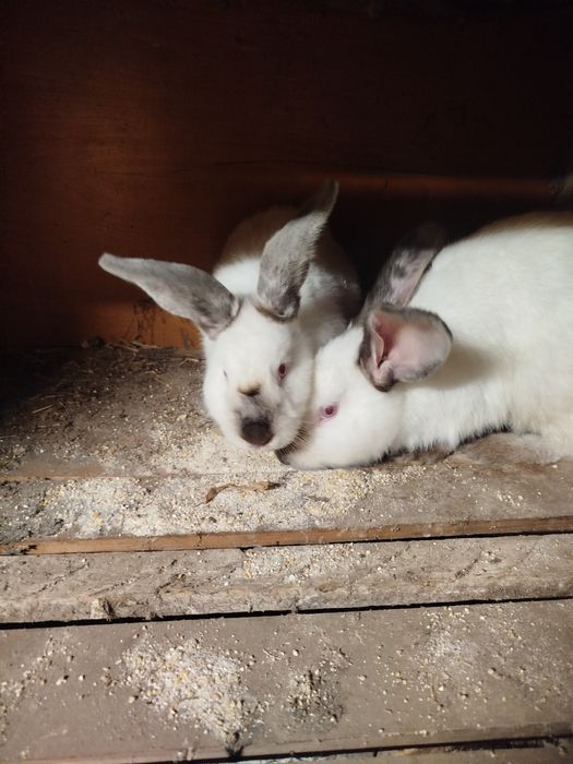 Uriaș de Transilvania