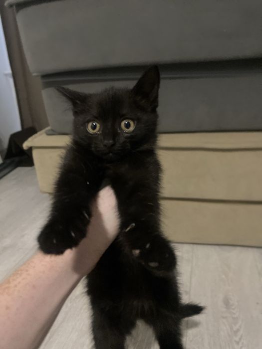 Отдам котят в хорошие руки!