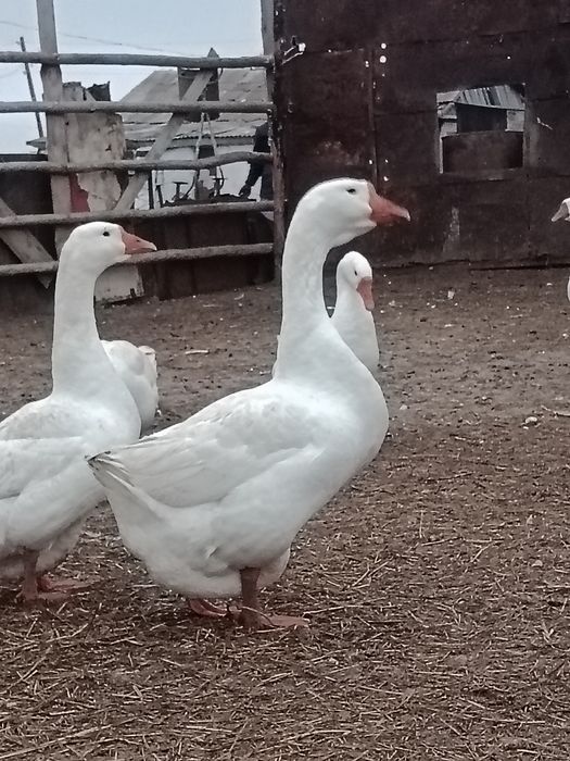 Қаз сатылад хб..