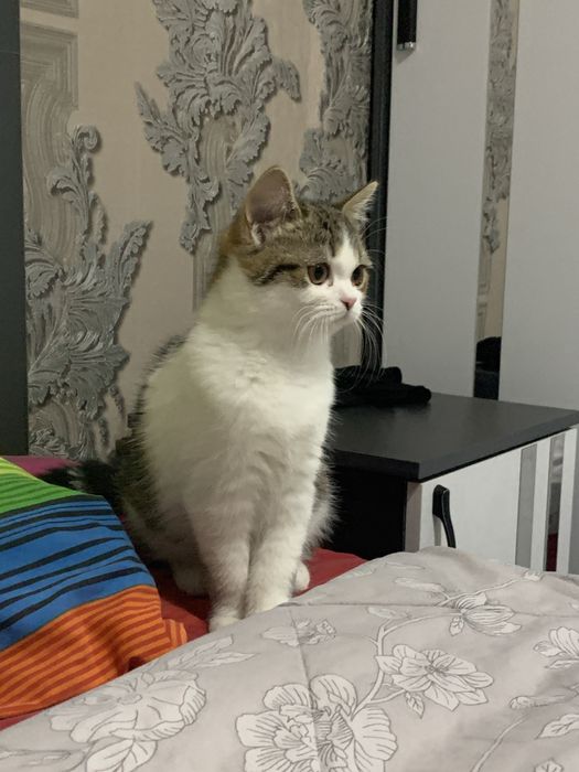 Скотиш страйт девочка
