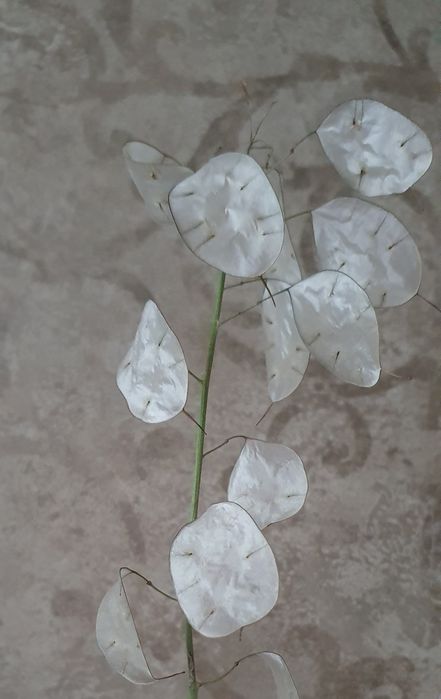 Продам семена лунарии