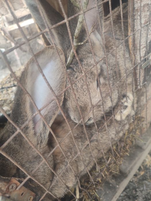 Uriaș german pereche gestantă!