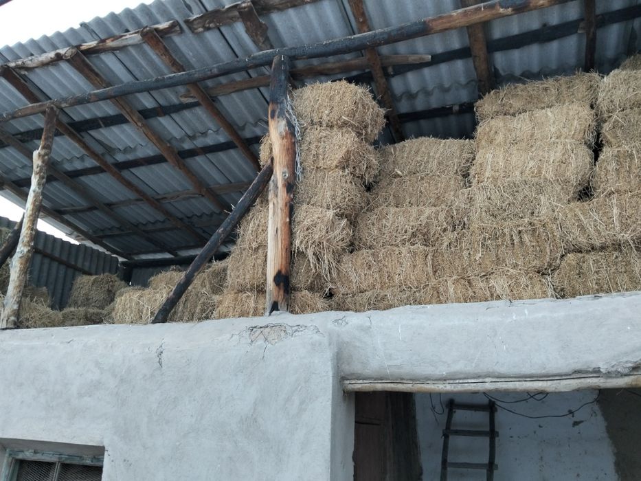 Беда пресс сотилади