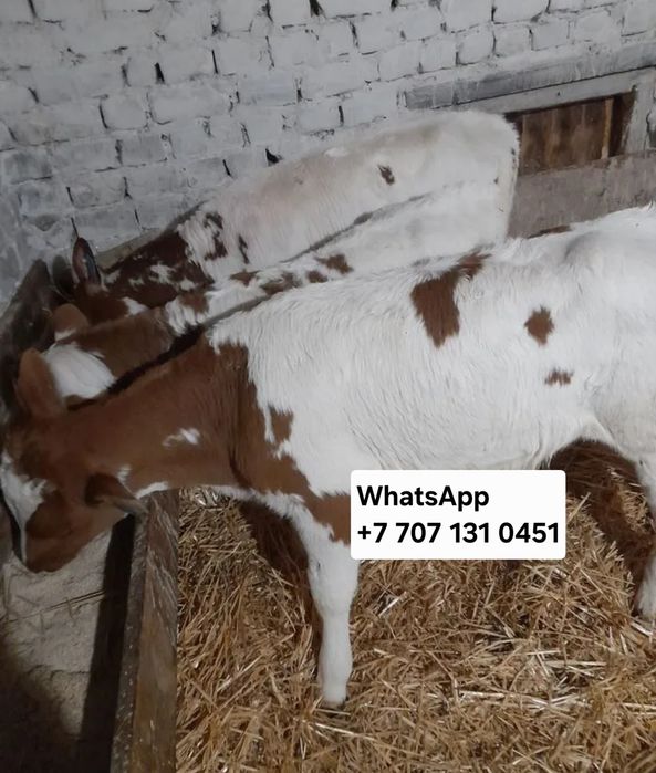 Бычки телята симентал голштин көтерме сауда