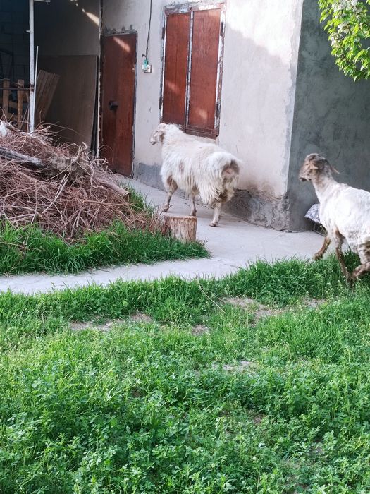 Кошкар 2 жас семыз