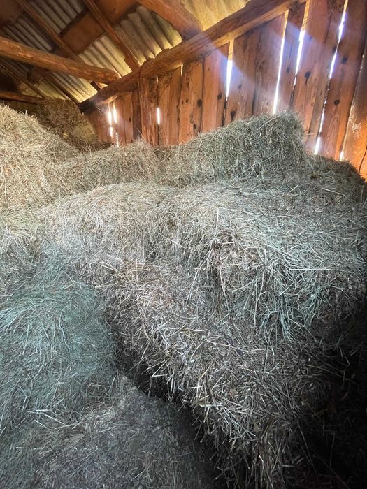 Vand baloti trifoi si fân