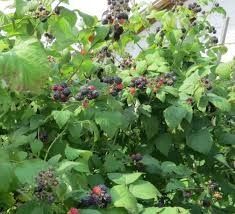 Ежемалина 4х летки кусты