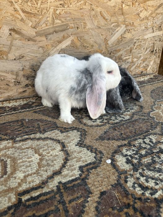 Iepuri berbec german