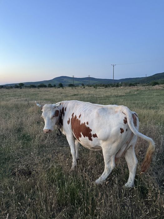 Vaca pentru abator