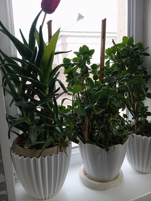 Продаётся цветы Шымкент