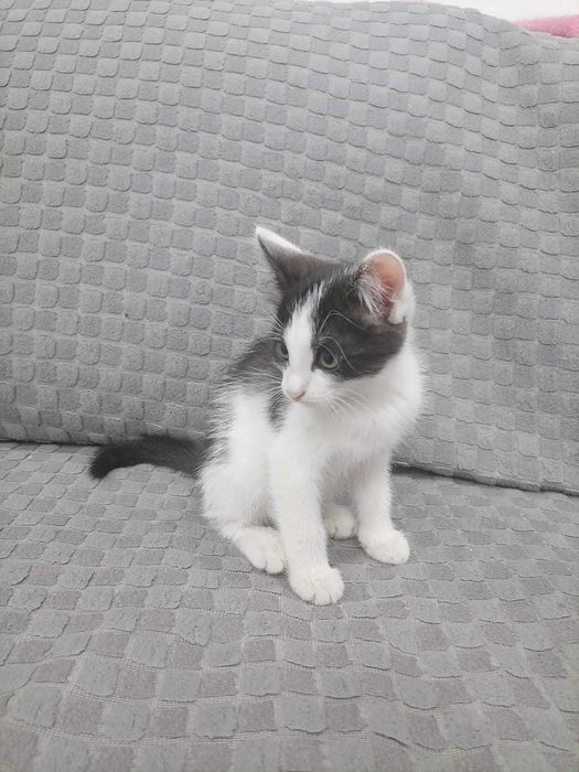 Отдам срочно котят в добрые руки