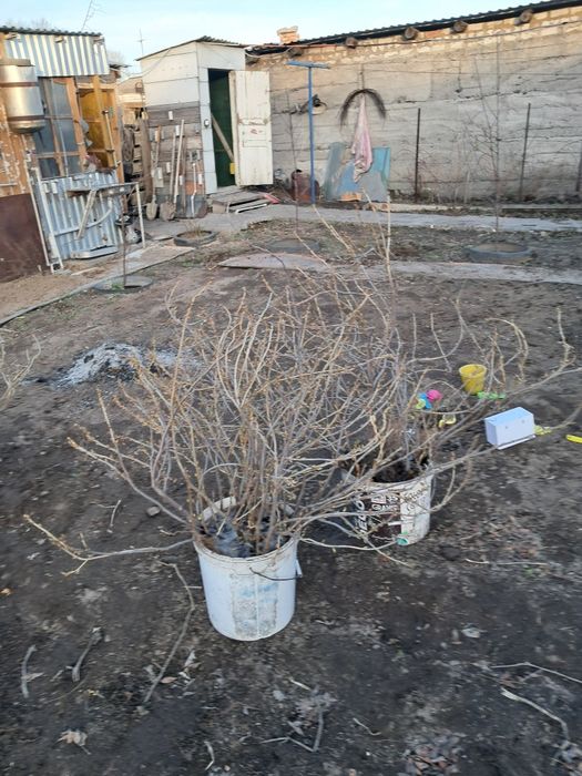 Продам саженцы смородина